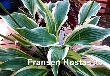 Hosta Long Tail Lights